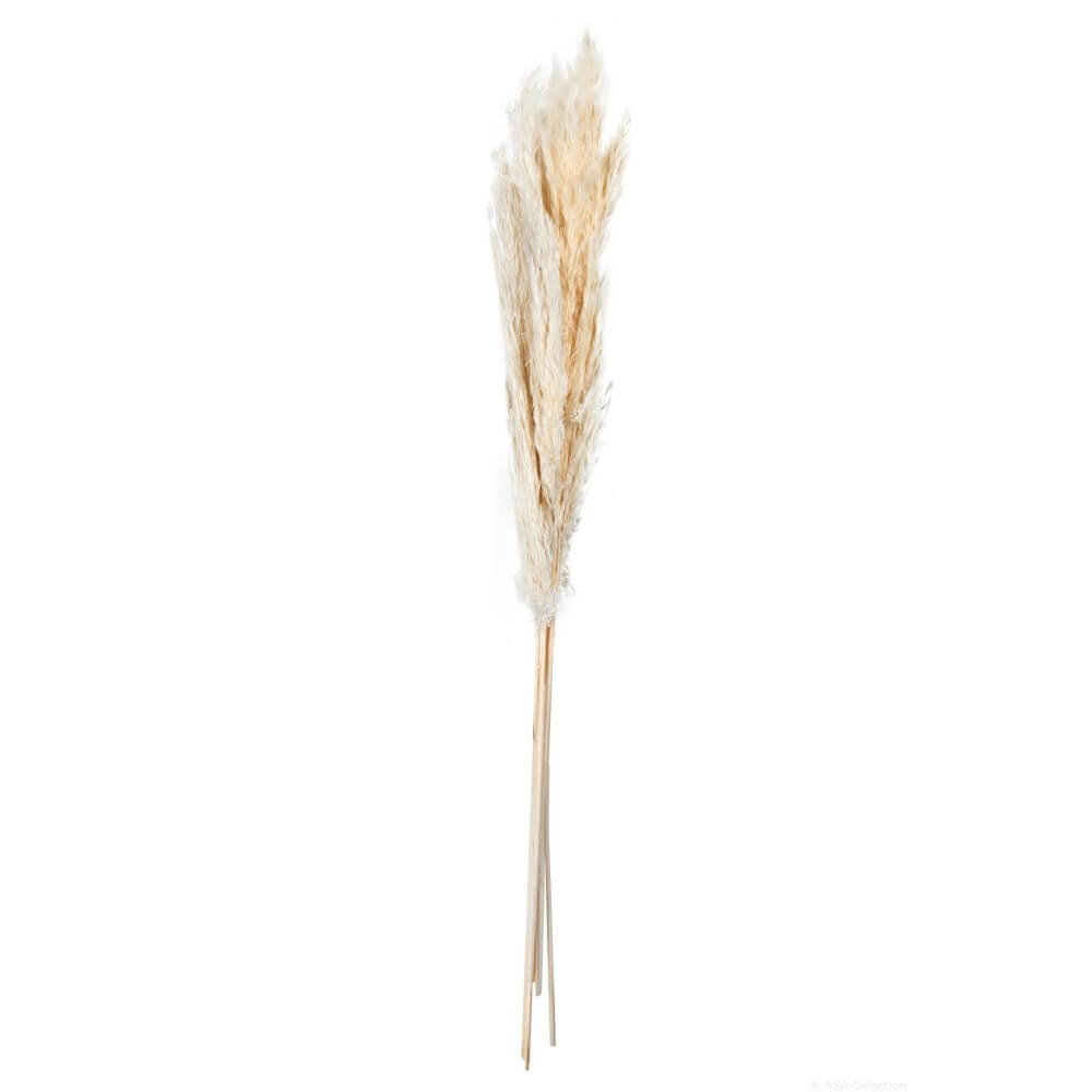 66317444-dried-flowers-lose