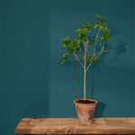 annie-sloan-wandfarbe-aubusson-blue-wall-paint_sml-tree