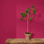 annie-sloan-wandfarbe-capri-pink-wall-paint_sml-tree