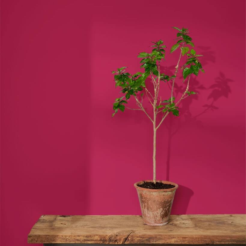annie-sloan-wandfarbe-capri-pink-wall-paint_sml-tree