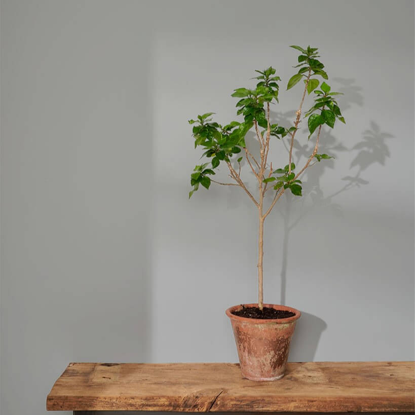 annie-sloan-wandfarbe-chicago-grey-wall-paint_sml-tree