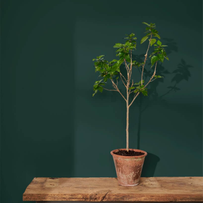 annie-sloan-wandfarbe-knightsbridge-green-wall-paint_sml-tree