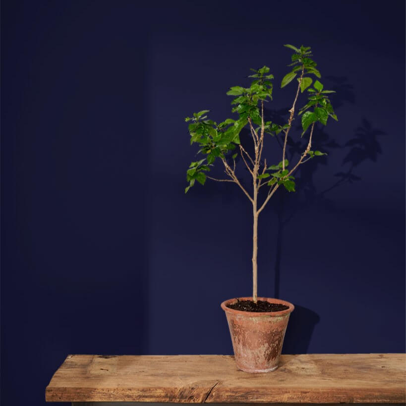 annie-sloan-wandfarbe-oxford-navy-wall-paint_sml-tree