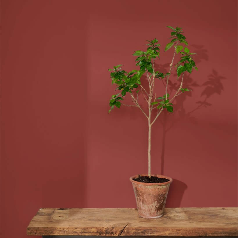 annie-sloan-wandfarbe-primer-red-wall-paint_sml-tree