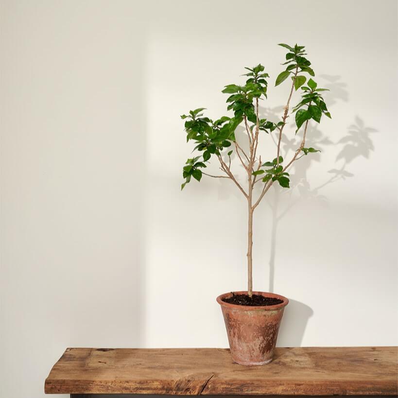 annie-sloan-wandfarbe-pure-wall-paint_sml-tree