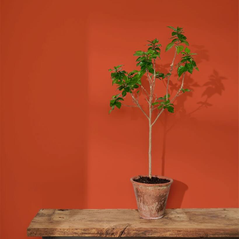 annie-sloan-wandfarbe-riad-terracotta-wall-paint_sml-tree