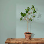 annie-sloan-wandfarbe-upstate-blue-wall-paint_sml-tree