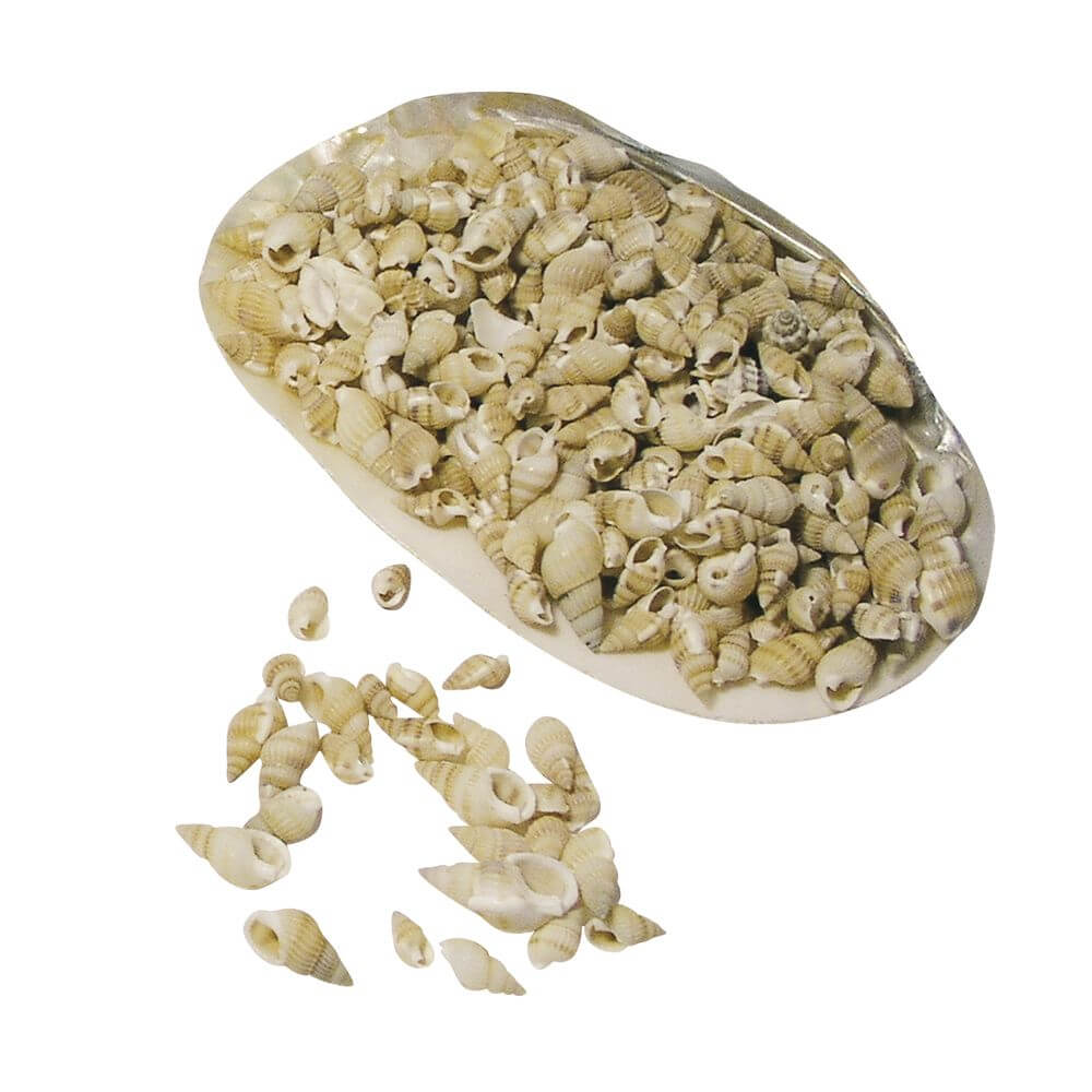 deko-muscheln-posthorn