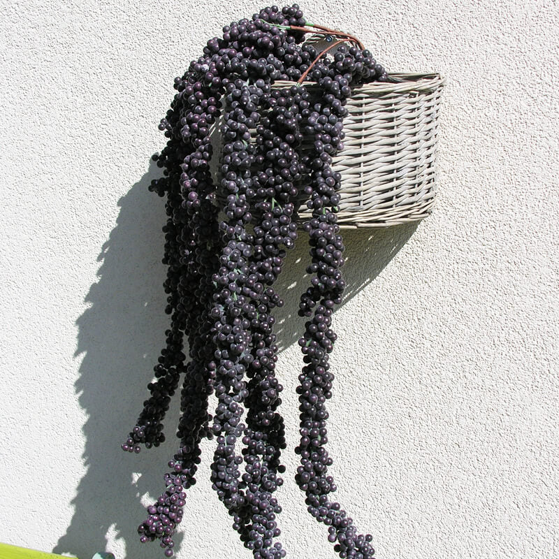 dekozweig-vittoria-blaubeere