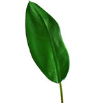 ficus-blatt
