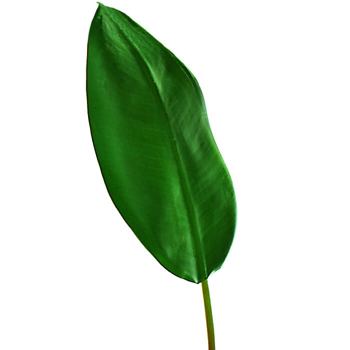 ficus-blatt