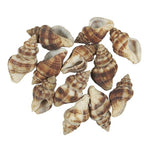 konchylien-muscheln-braun