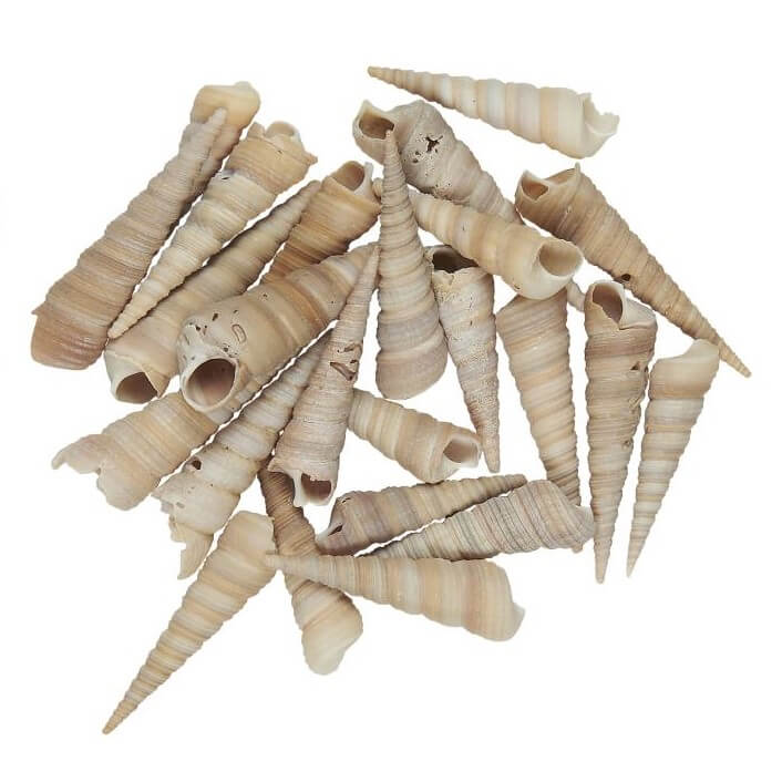 konchylien-muscheln-spitz