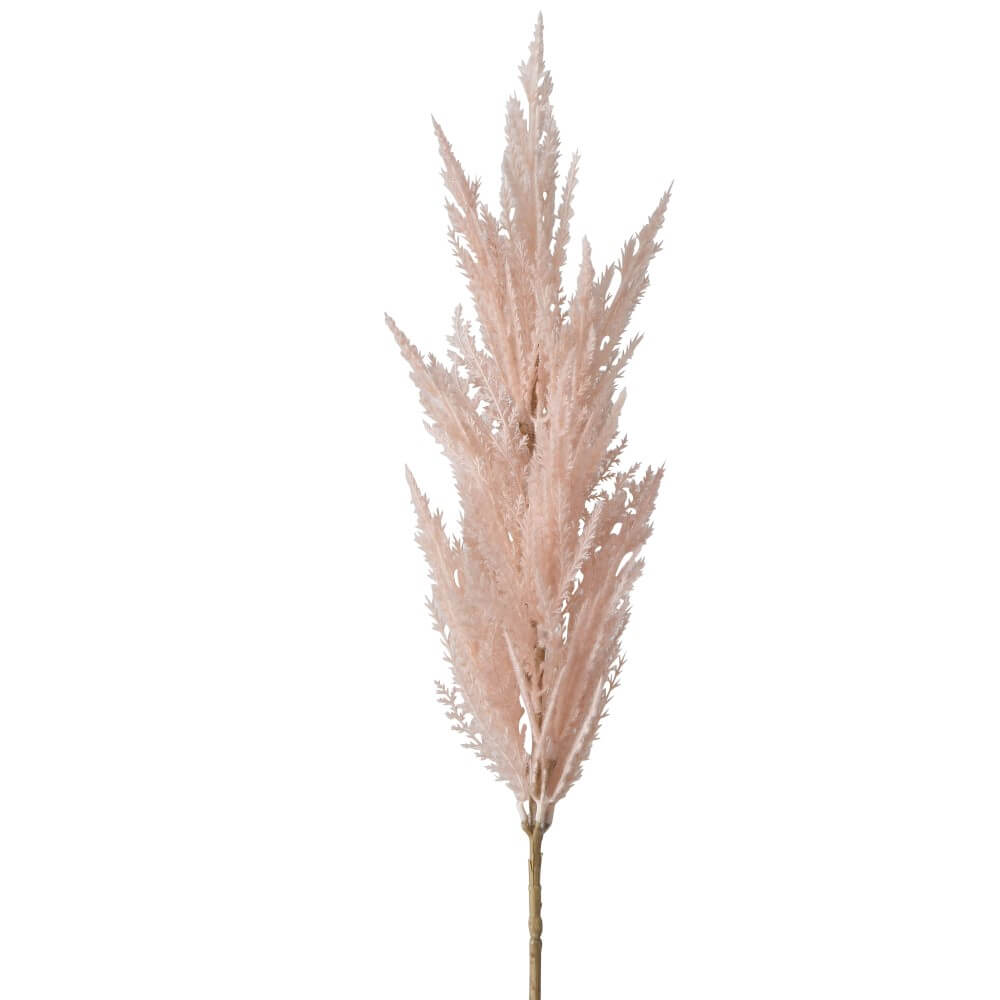 pampasgrass ros