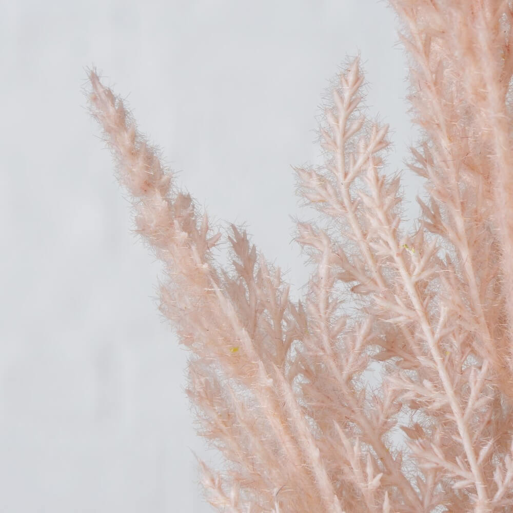 pampasgrass ros detail