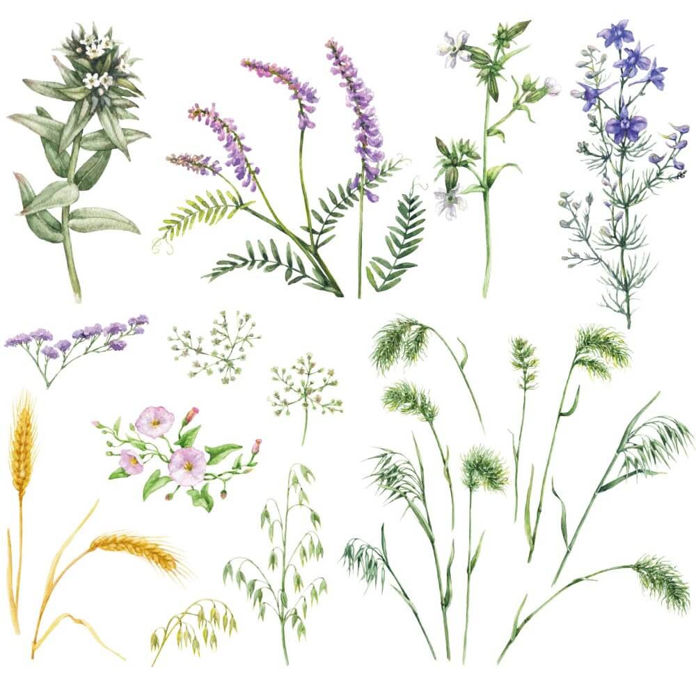 petite-transferfolie-botanical-folie2