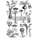 redesign-transferfolie-fungi-forest