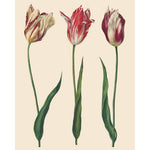 rhs-decoupage-papier-tulips