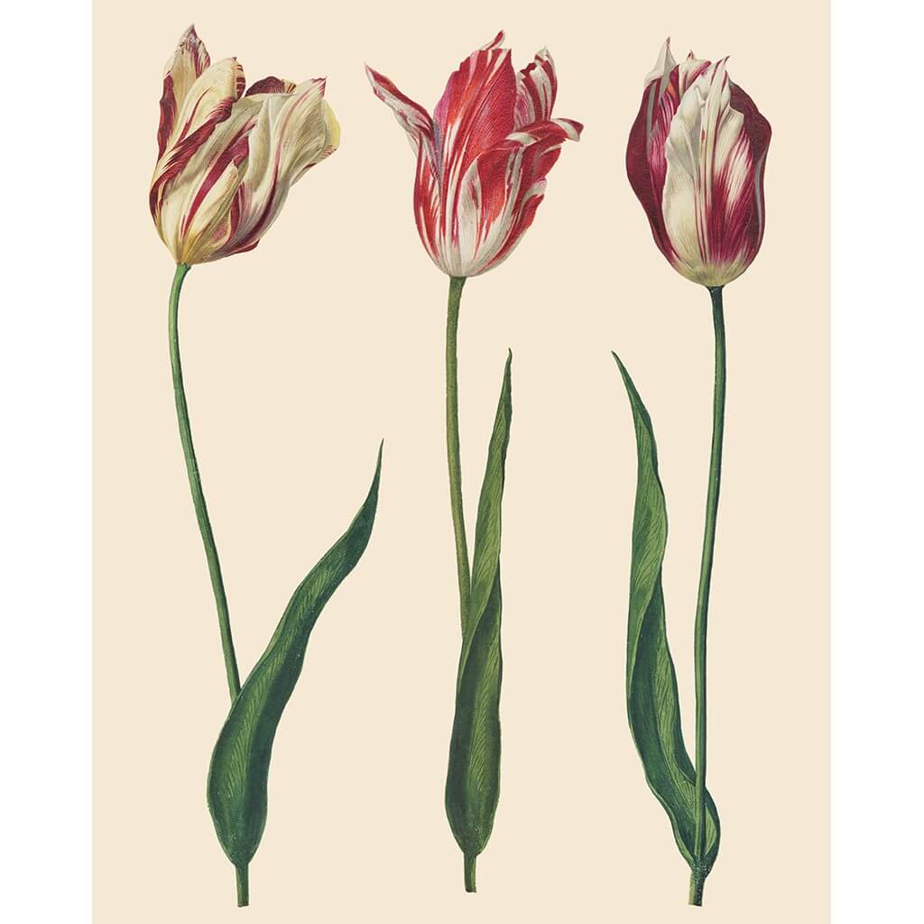 rhs-decoupage-papier-tulips