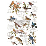 transfer-postal-birds