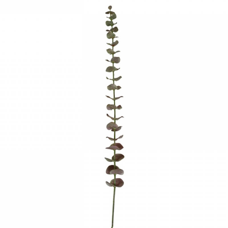 zweig-fleur-eukalyptus