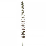 zweig-fleur-eukalyptus
